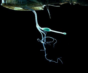 Media type: image; Ichthyology 53246